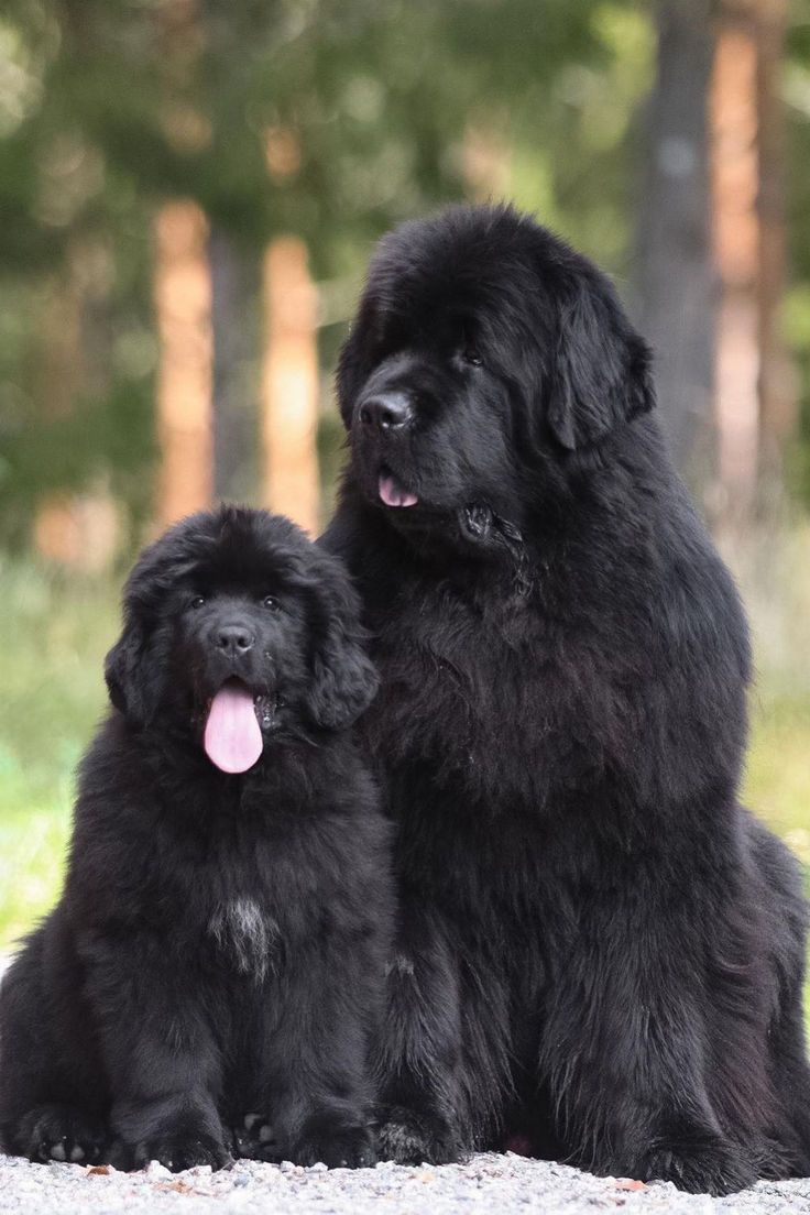 Read more about the article Newfoundland Puppies for Sale: What to Know Before Buying (2026 Guide)